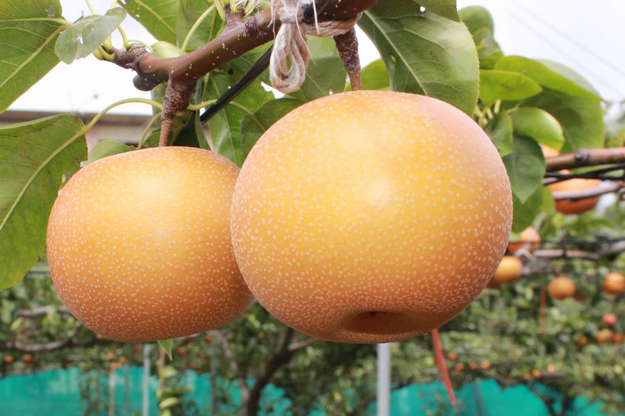 年少組『梨』をおやつでいただきました。