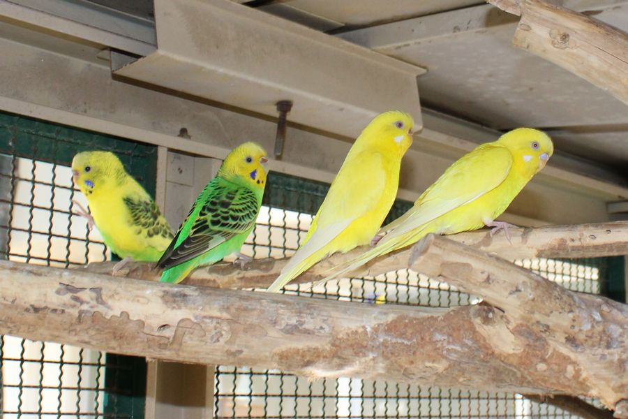 小鳥 インコ の名前が決まりました さぎぬま幼稚園