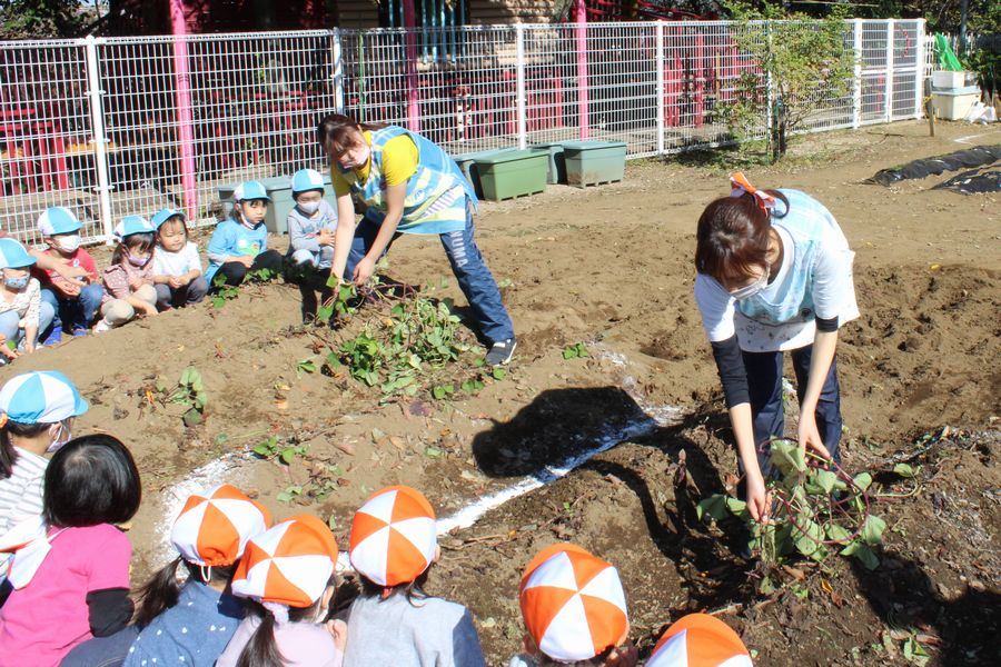 年少組『サツマイモ掘り』の様子