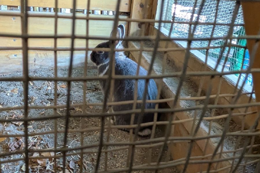 チョコとマロンのお引越し