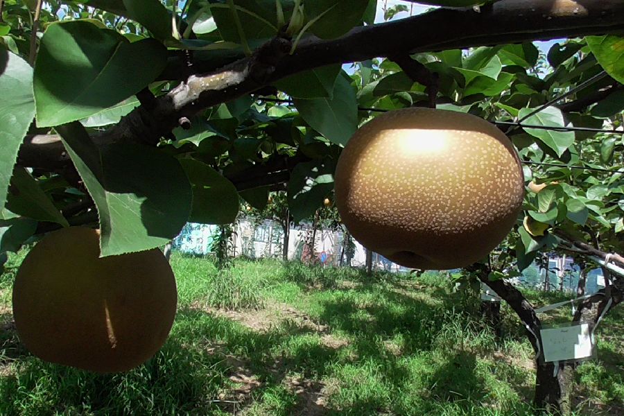 年少組・満三歳児組『親子梨狩り』の様子