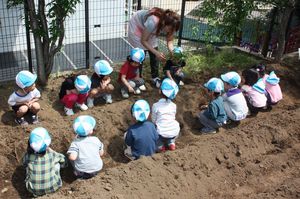 年少組「さつまいもの苗植え」