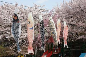 桜と鯉のぼり.JPG