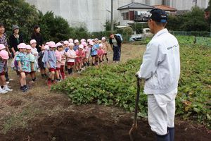 年中組 芋掘りの様子