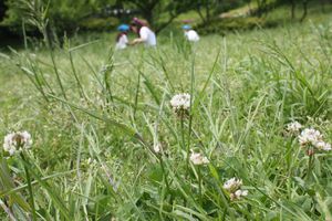 年長組 園外保育「草あそび」の様子