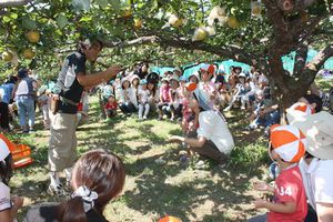 年少組親子梨狩りの様子