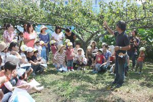 年少組親子梨狩りの様子