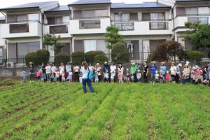 年少組「ジャガイモ掘り」の様子