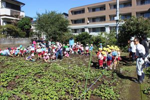 年中組 サツマイモ掘りの様子