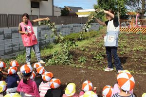 年少組 いもほりの様子