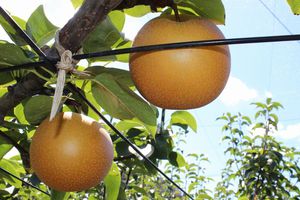 年少組 親子梨狩りの様子