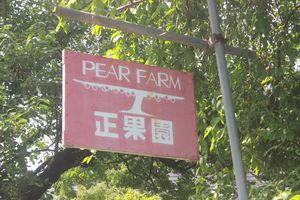 年少組「親子梨狩り」の様子