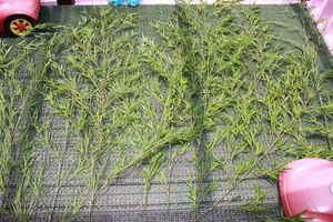 年少組プレイルーム保育参観「七夕飾り作り」の様子