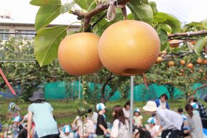 年少組「親子梨狩り」の様子