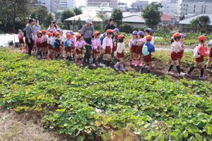 年長組「サツマイモ掘り」の様子